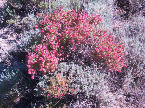 Flowering Sage.